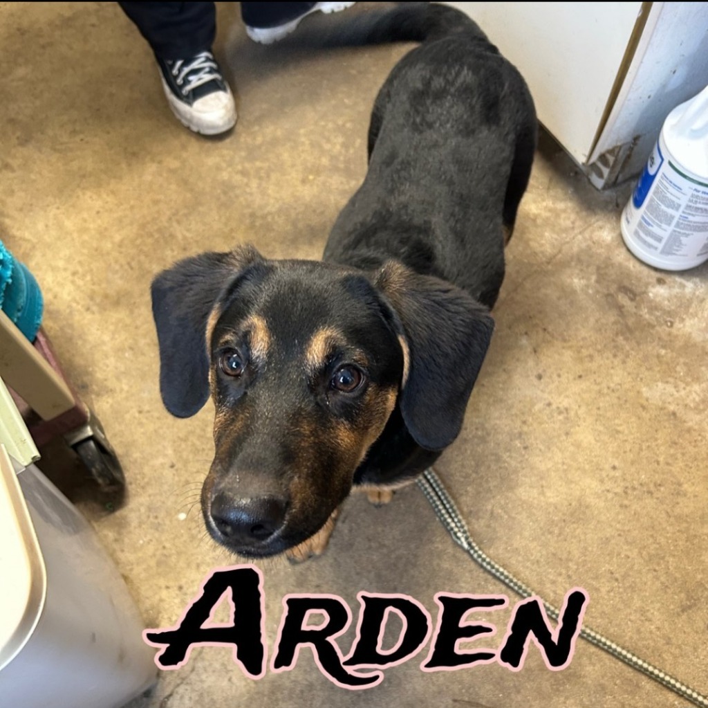 Arden