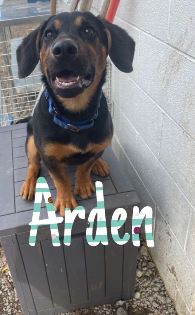 Arden