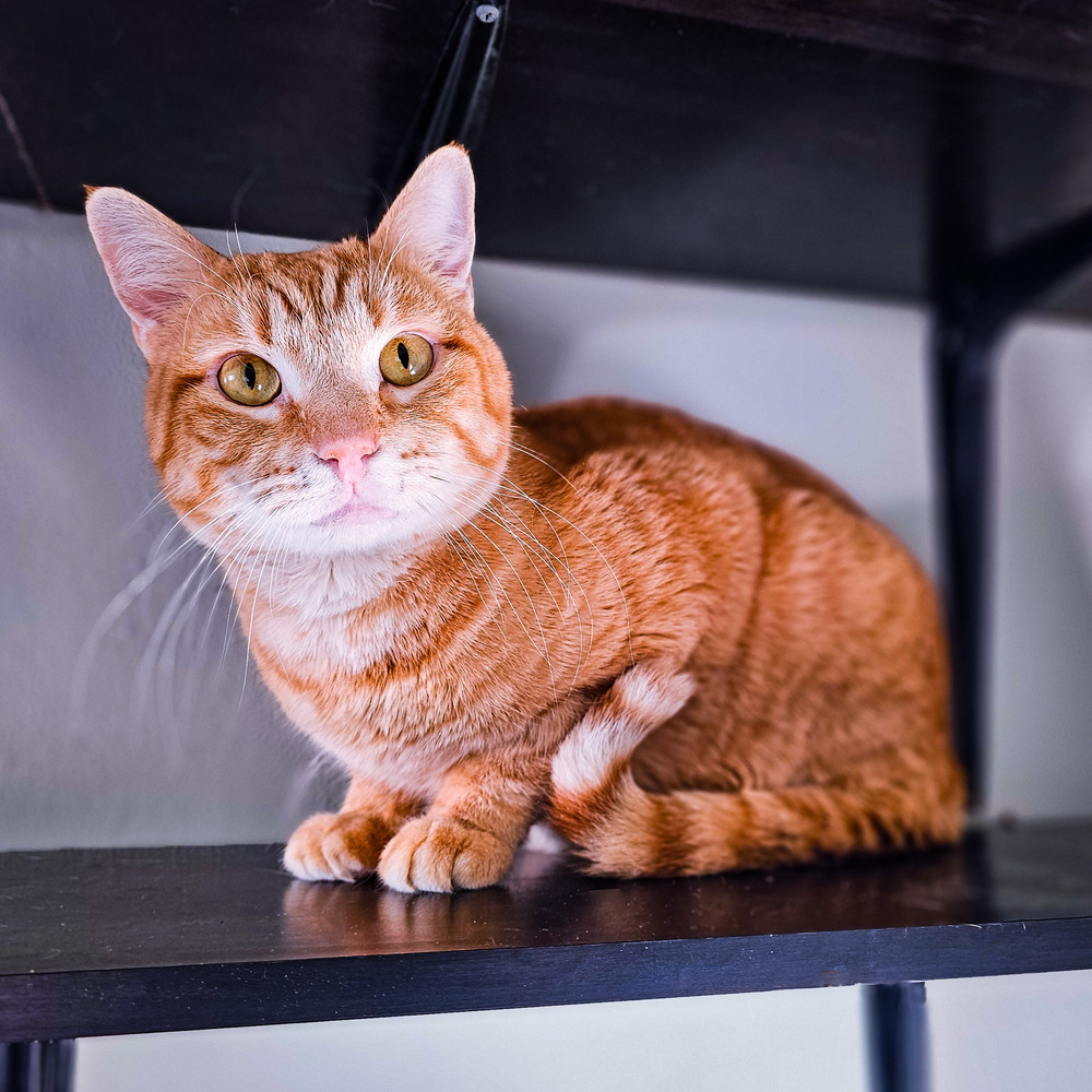 Mr. Bingley, an adoptable Domestic Short Hair in Spokane , WA, 99209 | Photo Image 1