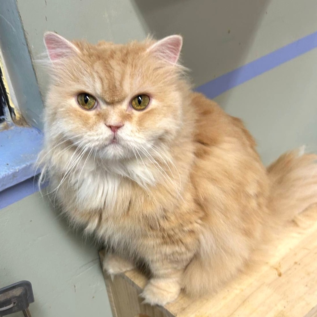 Teddy, an adoptable Persian in Waldorf, MD, 20604 | Photo Image 1