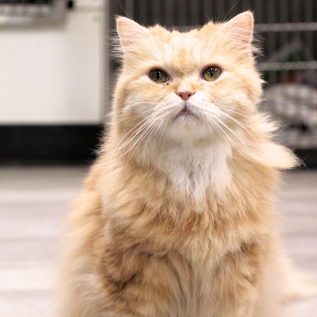 Teddy, an adoptable Persian in Waldorf, MD, 20604 | Photo Image 1