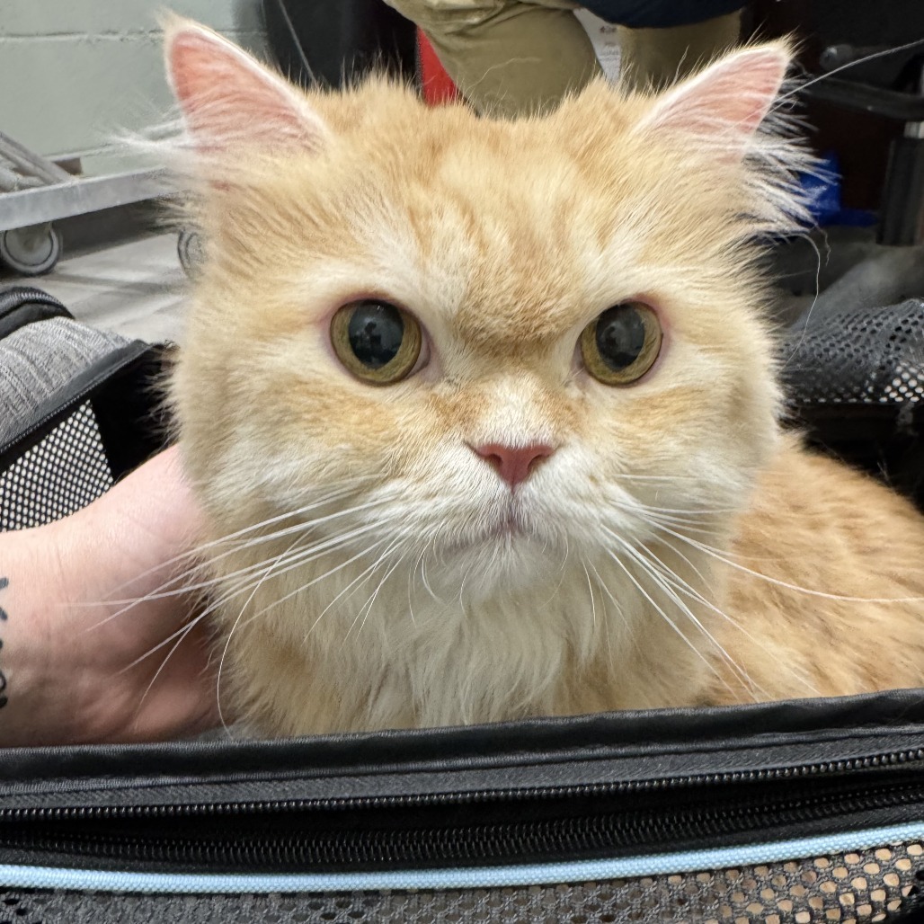 Teddy, an adoptable Persian in Waldorf, MD, 20604 | Photo Image 2