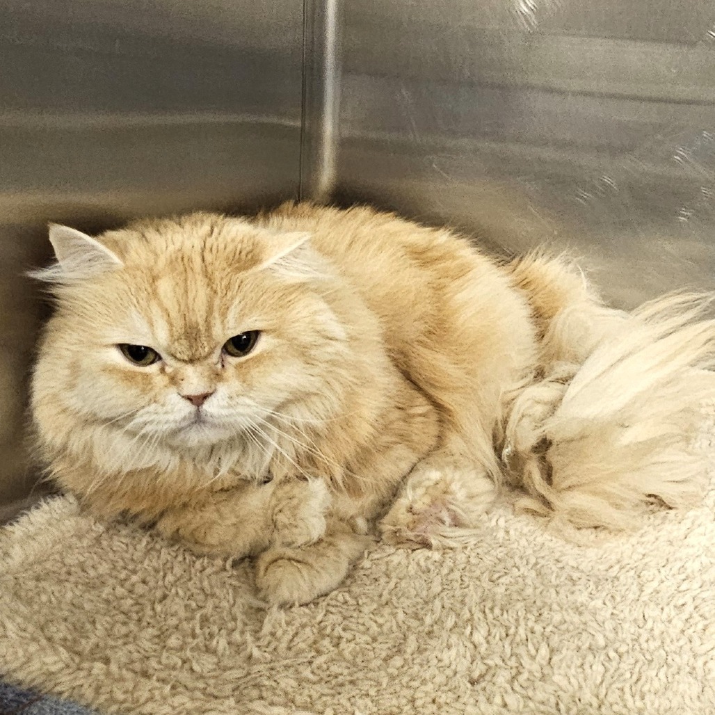 Teddy, an adoptable Persian in Waldorf, MD, 20604 | Photo Image 4