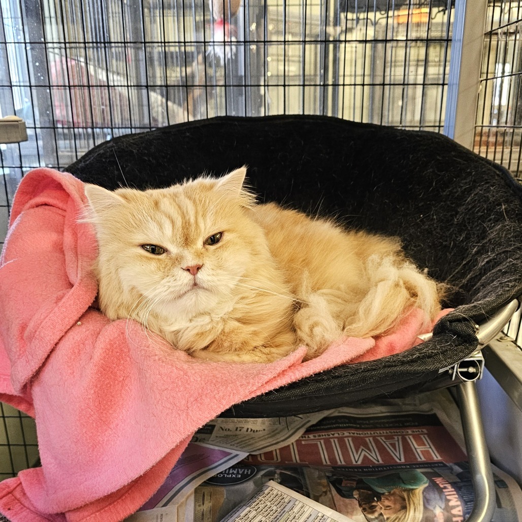 Teddy, an adoptable Persian in Waldorf, MD, 20604 | Photo Image 5