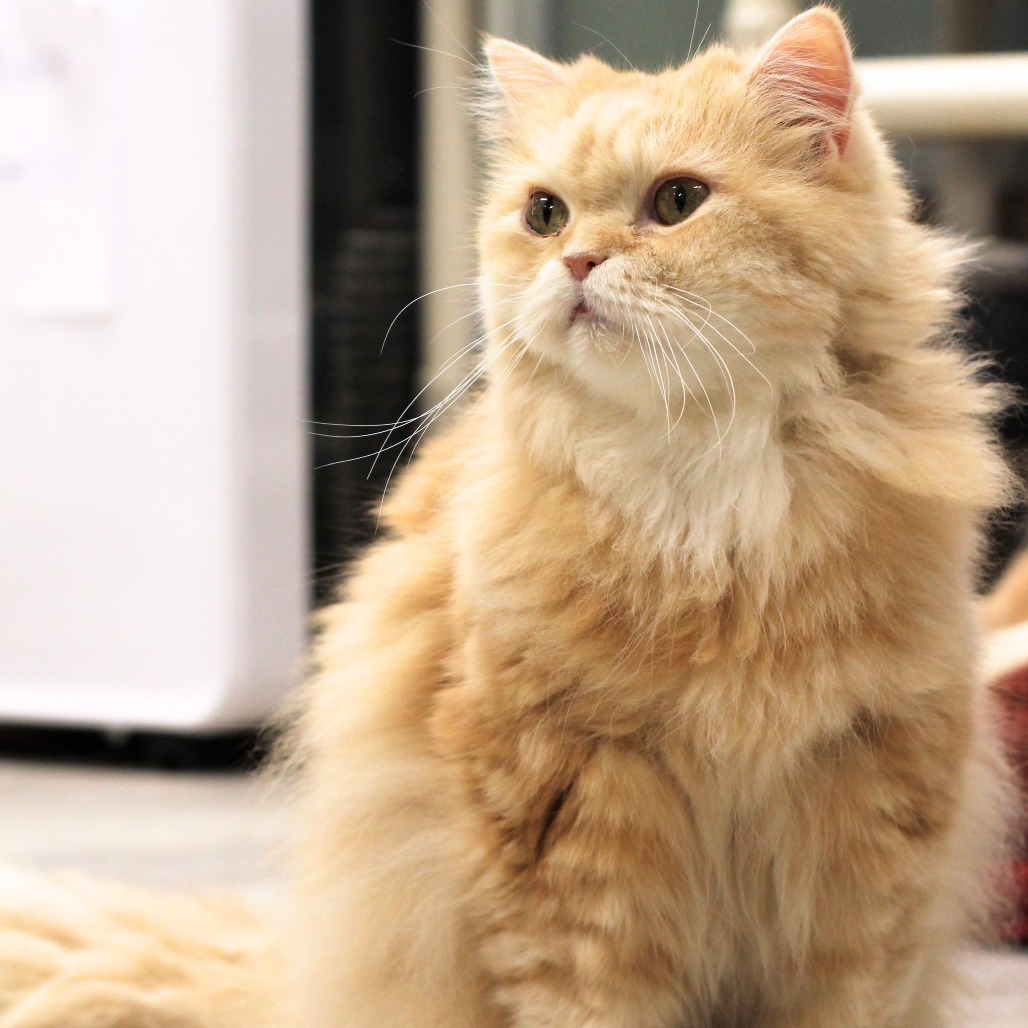 Teddy, an adoptable Persian in Waldorf, MD, 20604 | Photo Image 5