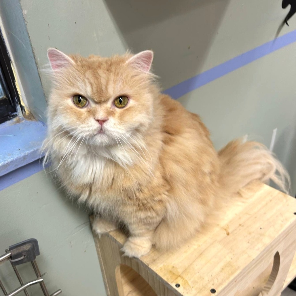 Teddy, an adoptable Persian in Waldorf, MD, 20604 | Photo Image 6