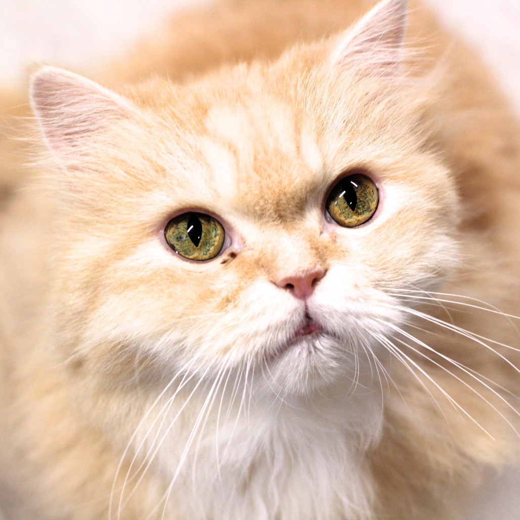 Teddy, an adoptable Persian in Waldorf, MD, 20604 | Photo Image 6