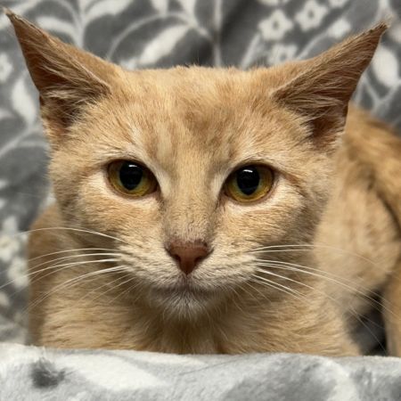 Peaches photo