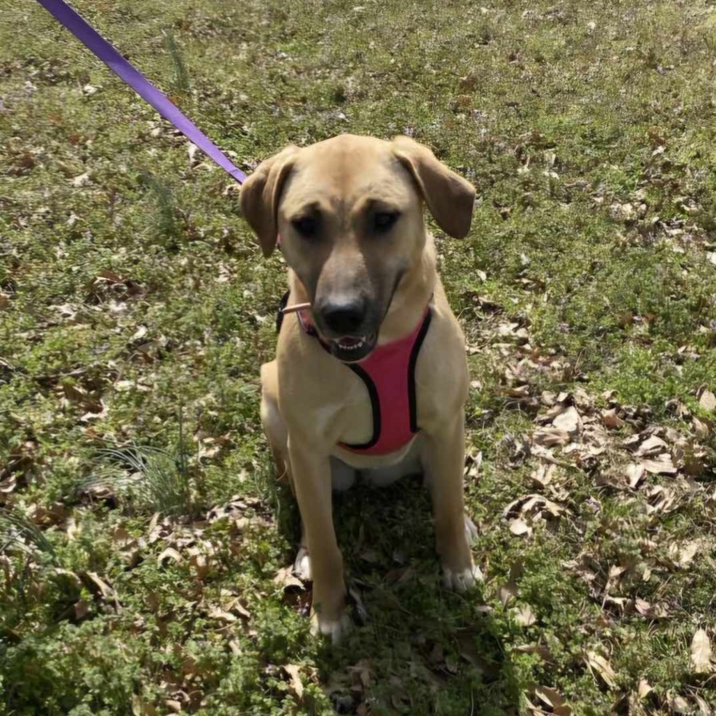 Nala