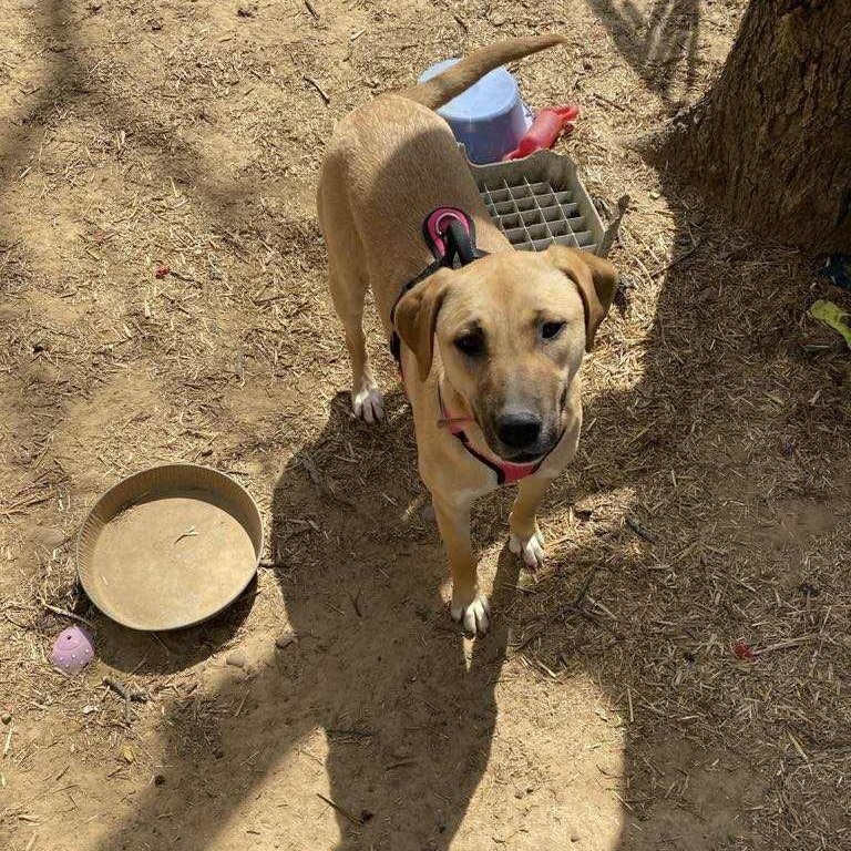 Nala