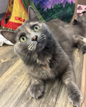 Dorie, Young Female Domestic Long Hair