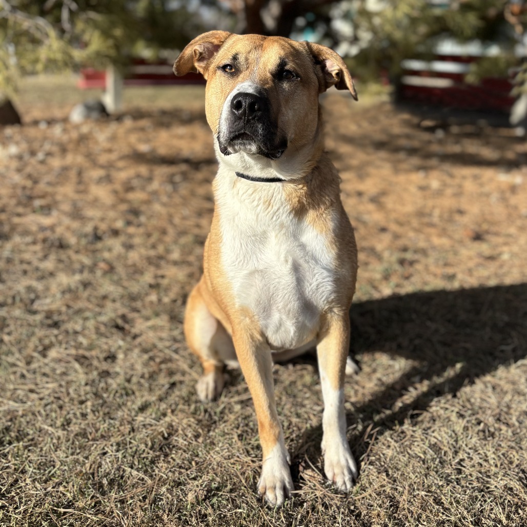 Watson
