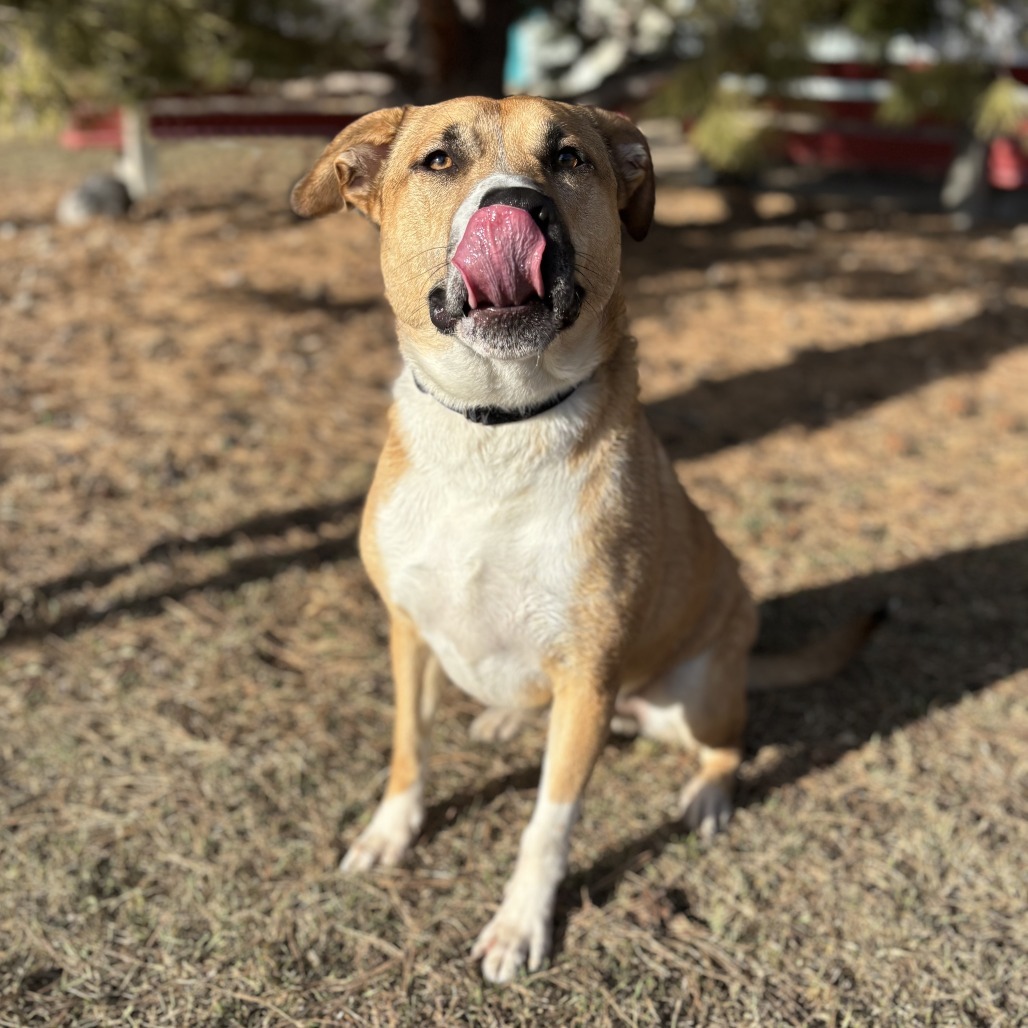 Watson