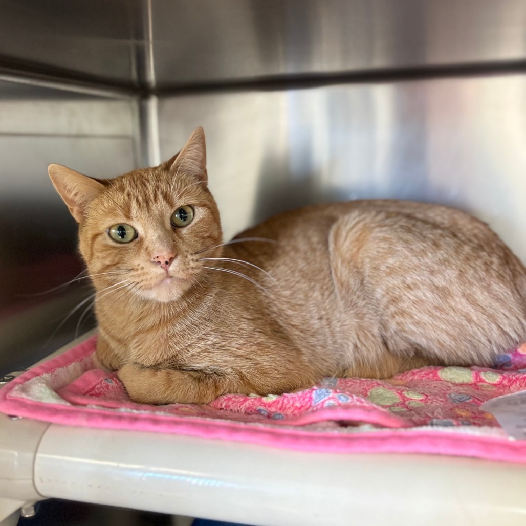 Auburn--In Foster***ADOPTION PENDING***