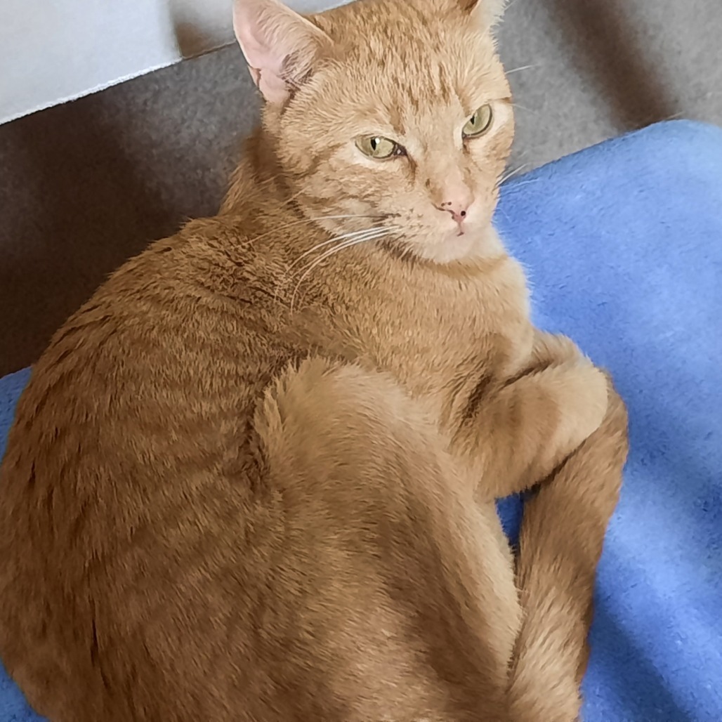 Auburn--In Foster***ADOPTION PENDING***