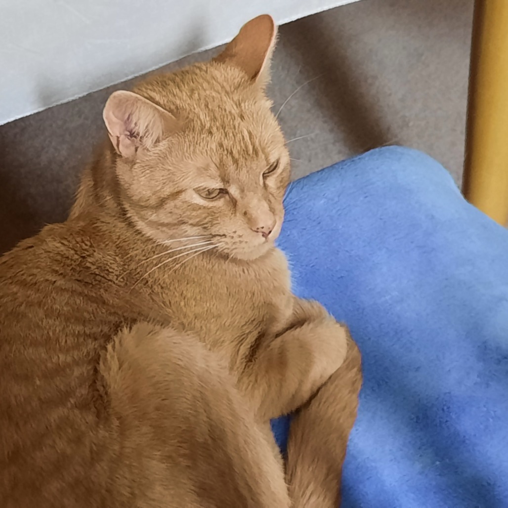 Auburn--In Foster, an adoptable Domestic Short Hair in Fargo, ND, 58102 | Photo Image 3