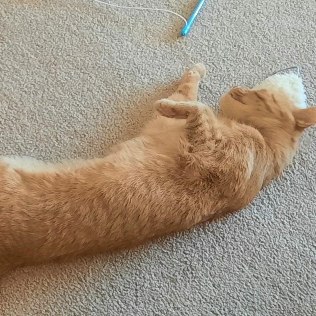 Auburn--In Foster, an adoptable Domestic Short Hair in Fargo, ND, 58102 | Photo Image 4