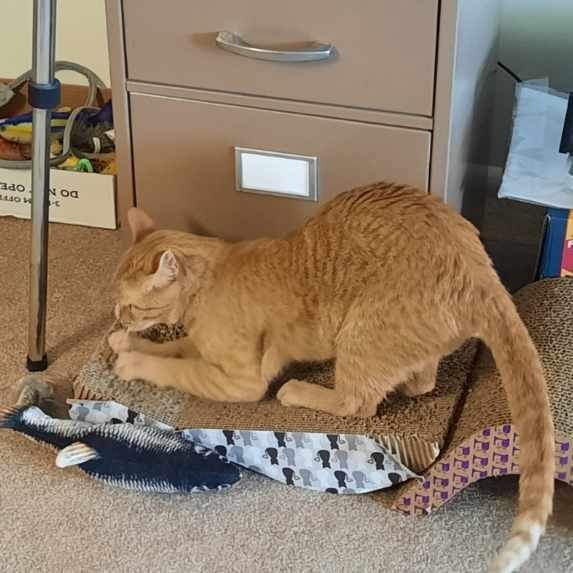 Auburn--In Foster***ADOPTION PENDING***