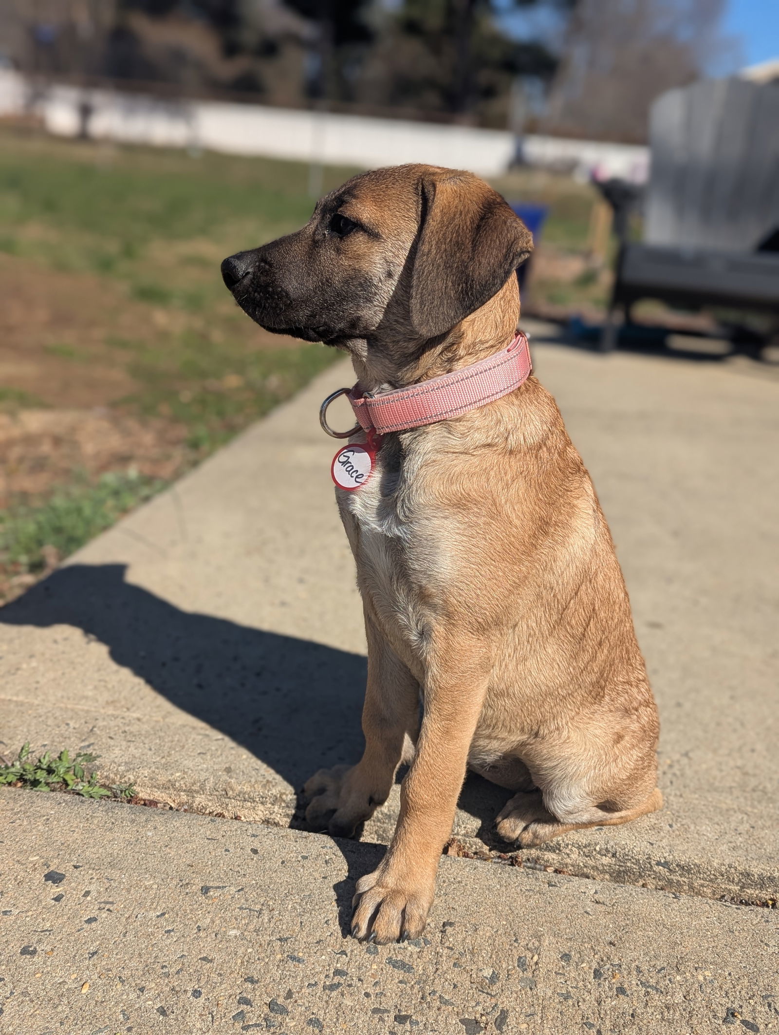 Grace - Gorgeous Pup!