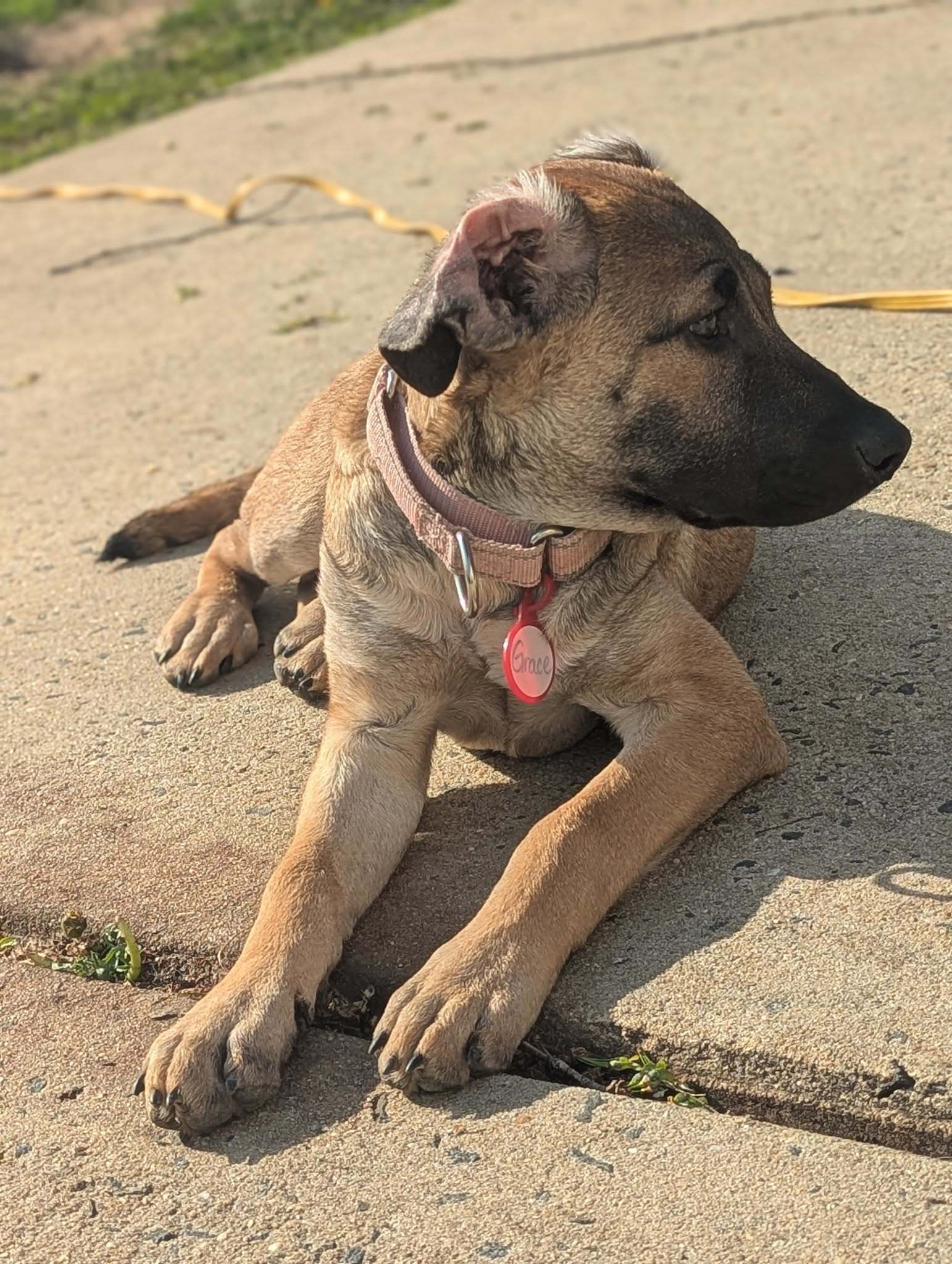 Grace - Gorgeous Pup!