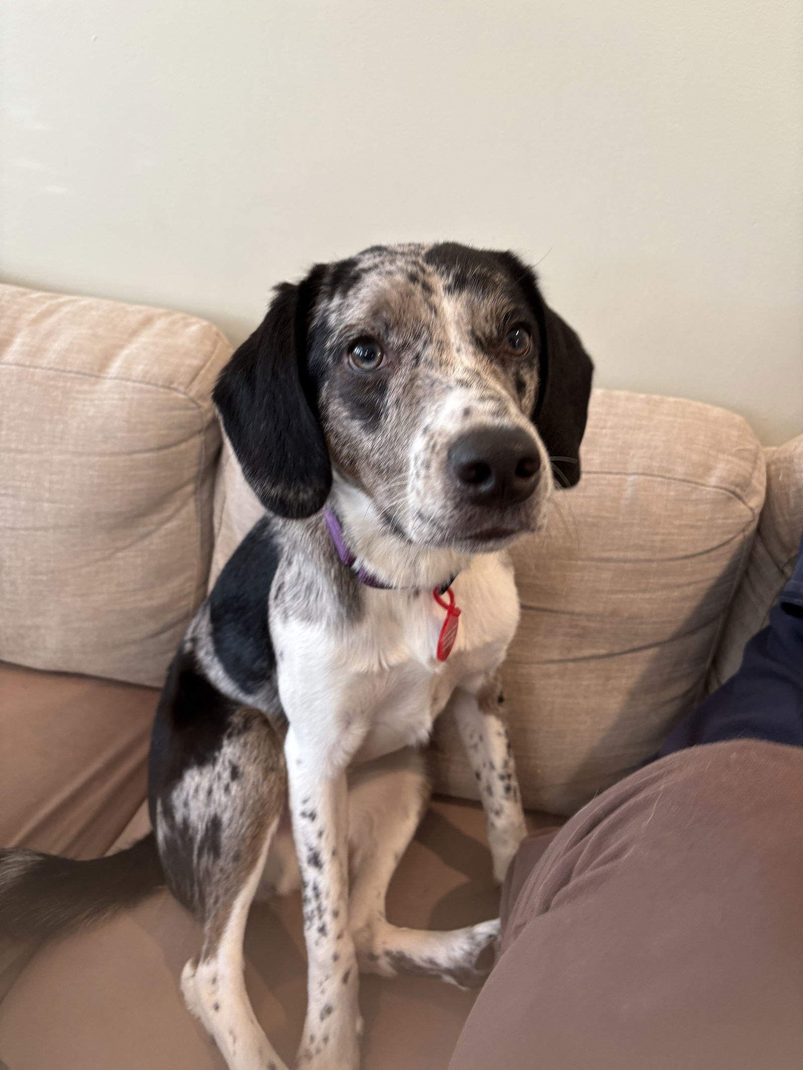 Auggie - Great Pup!