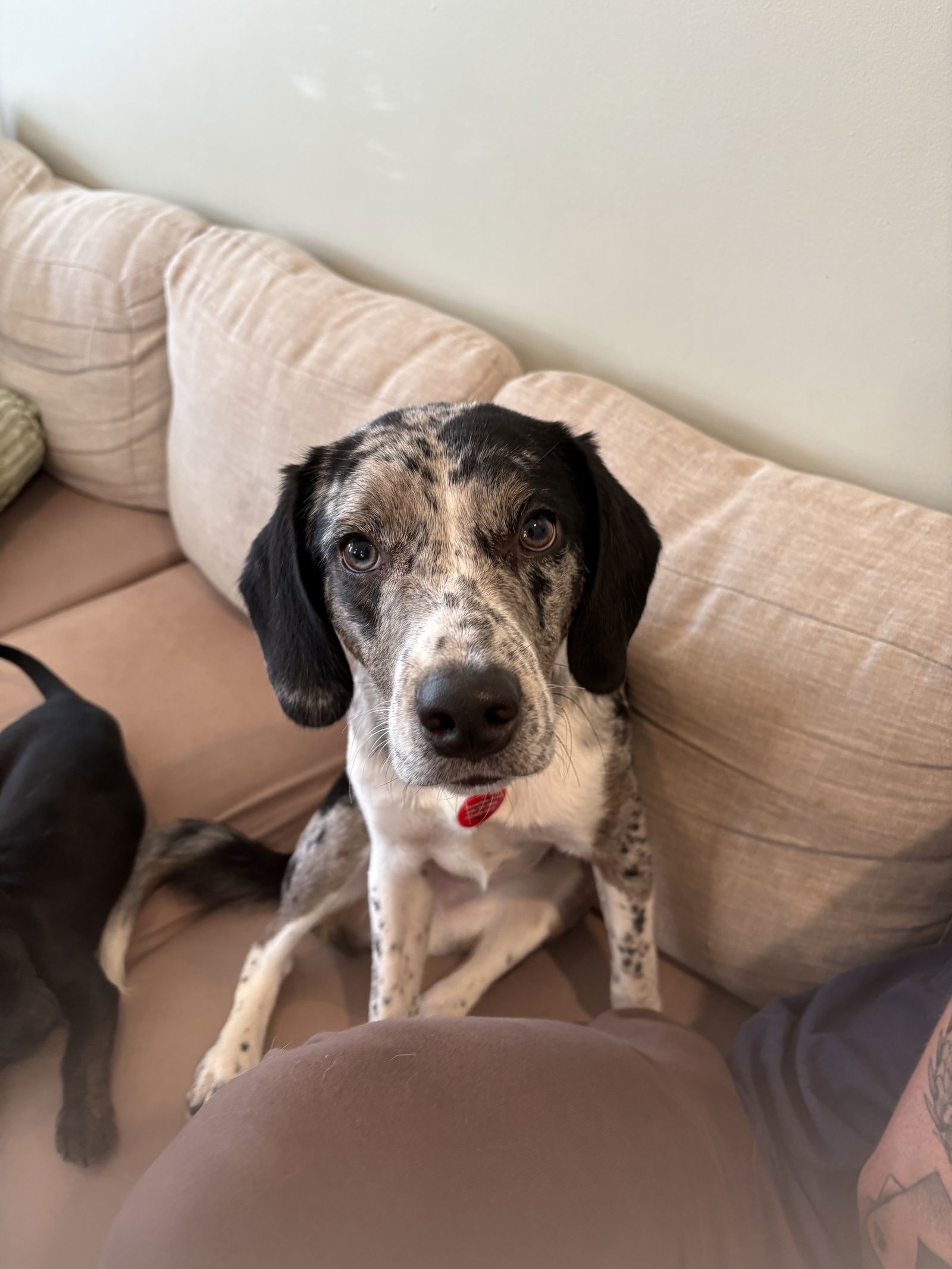 Auggie - Great Pup!
