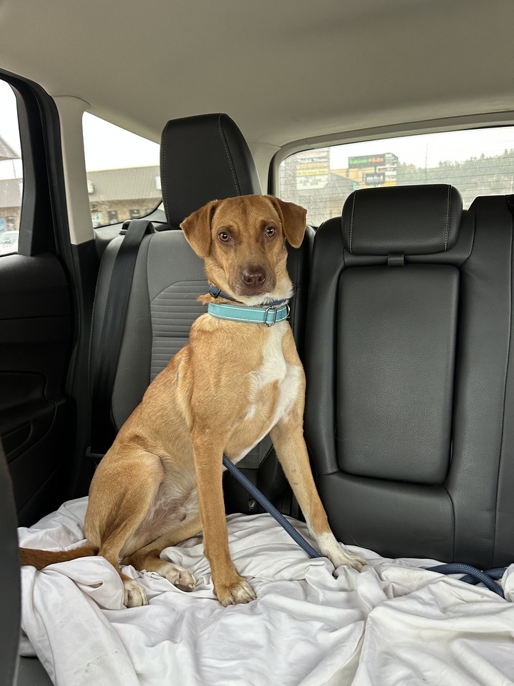 Leroy, an adoptable Mixed Breed in Rapid City, SD, 57702 | Photo Image 1