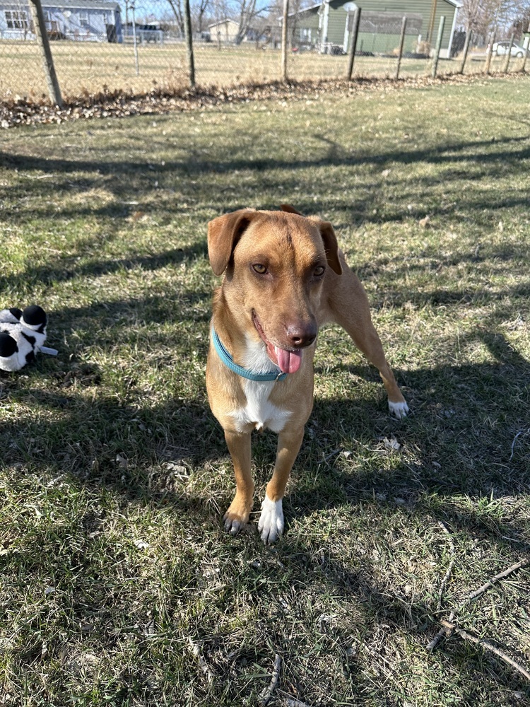 Leroy, an adoptable Mixed Breed in Rapid City, SD, 57702 | Photo Image 2