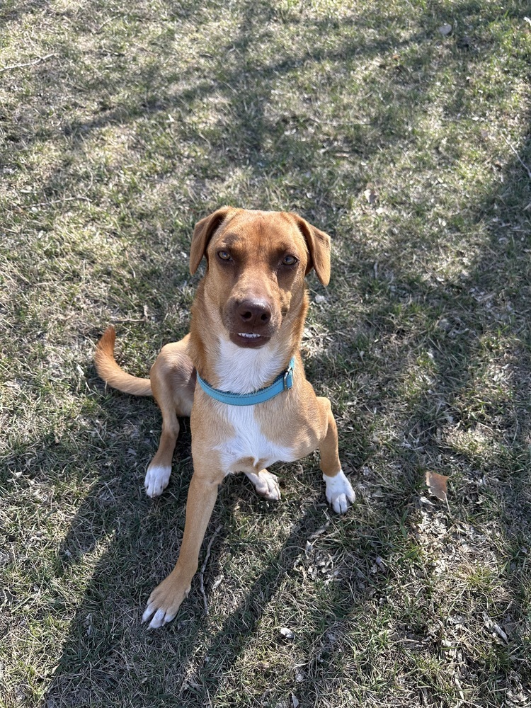 Leroy, an adoptable Mixed Breed in Rapid City, SD, 57702 | Photo Image 3