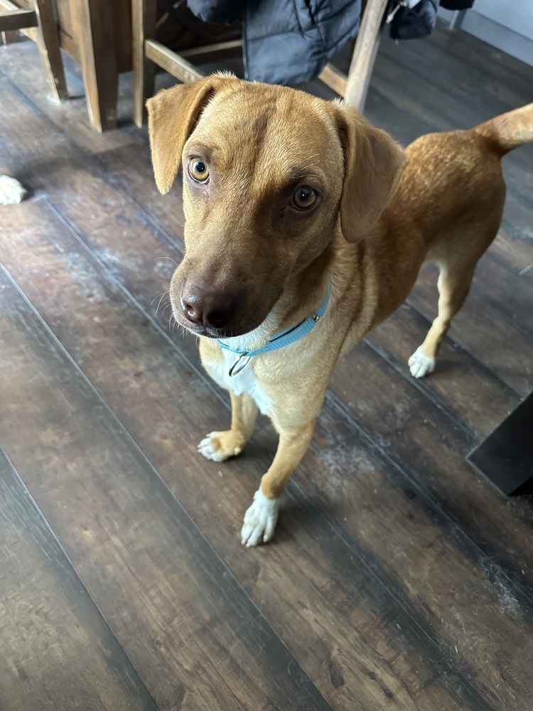 Leroy, an adoptable Mixed Breed in Rapid City, SD, 57702 | Photo Image 4