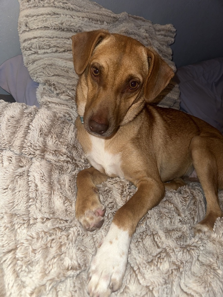 Leroy, an adoptable Mixed Breed in Rapid City, SD, 57702 | Photo Image 5
