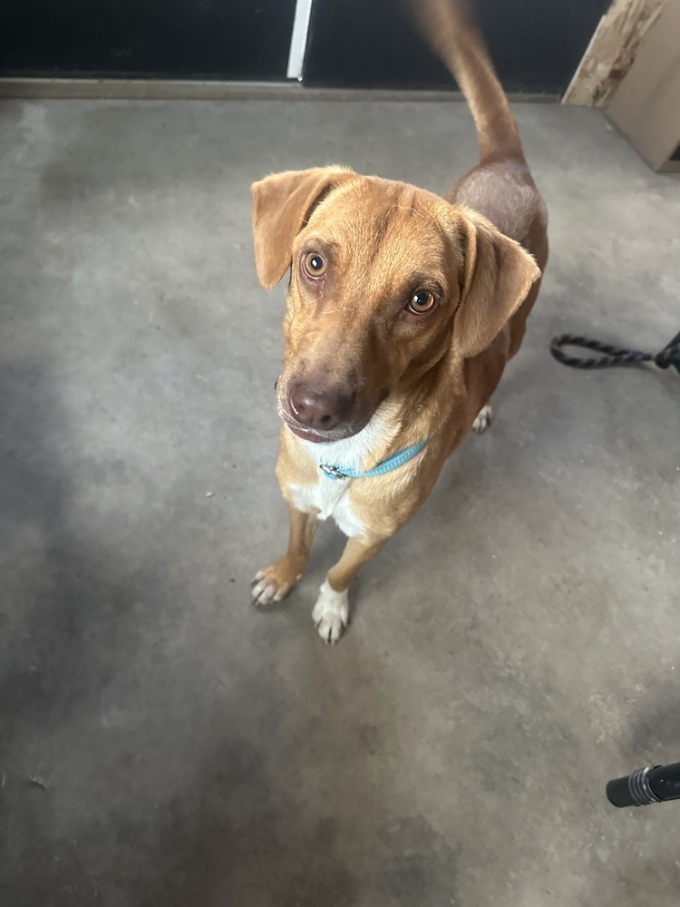 Leroy, an adoptable Mixed Breed in Rapid City, SD, 57702 | Photo Image 6