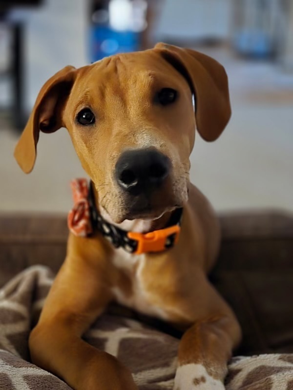 Rory, an adoptable Hound in Rapid City, SD, 57702 | Photo Image 1
