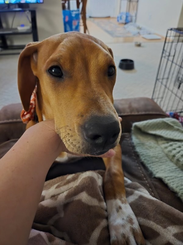 Rory, an adoptable Hound in Rapid City, SD, 57702 | Photo Image 3