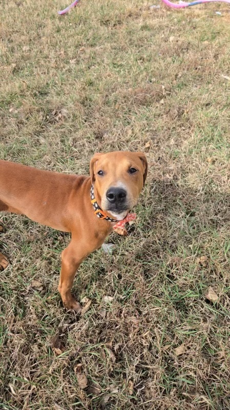 Rory, an adoptable Hound in Rapid City, SD, 57702 | Photo Image 4