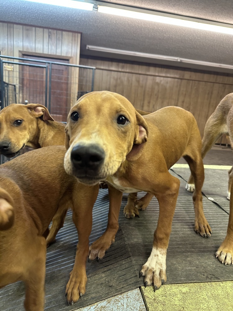 Rory, an adoptable Hound in Rapid City, SD, 57702 | Photo Image 5