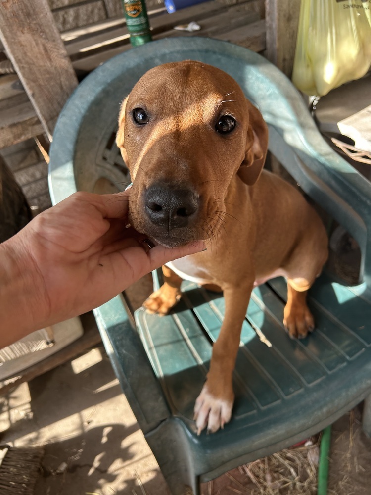 Rory, an adoptable Hound in Rapid City, SD, 57702 | Photo Image 6