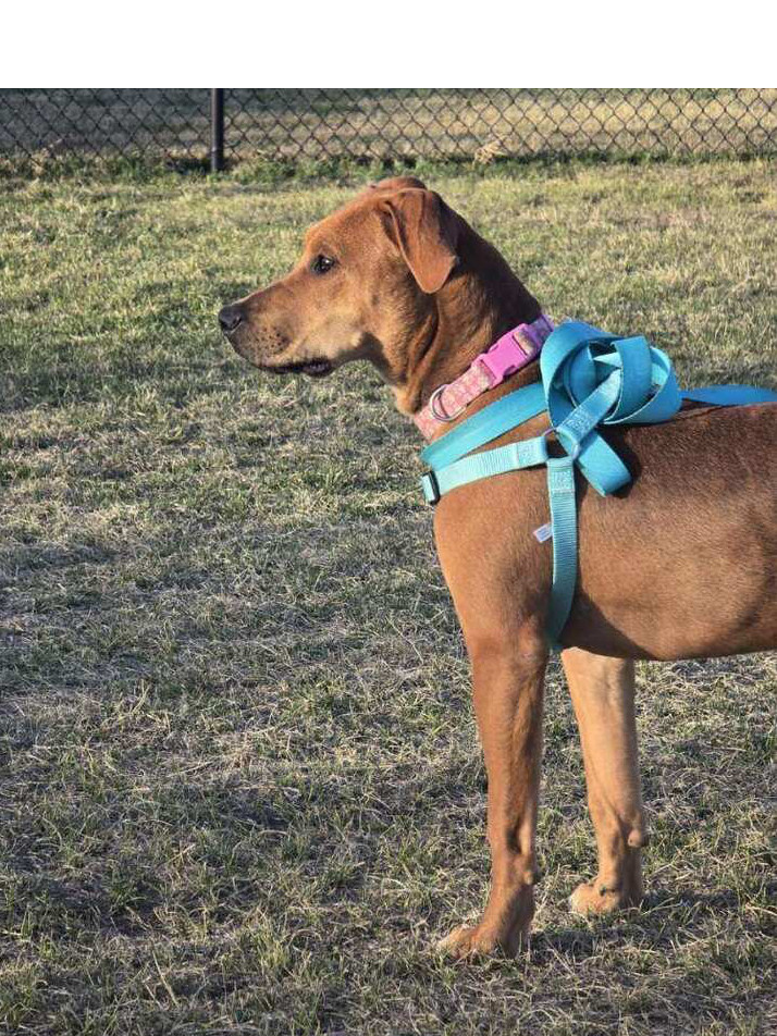Rowan, an adoptable Hound in Rapid City, SD, 57702 | Photo Image 1