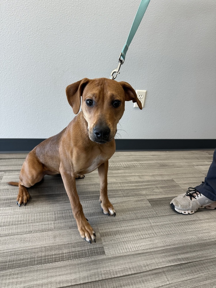 Rowan, an adoptable Hound in Rapid City, SD, 57702 | Photo Image 1