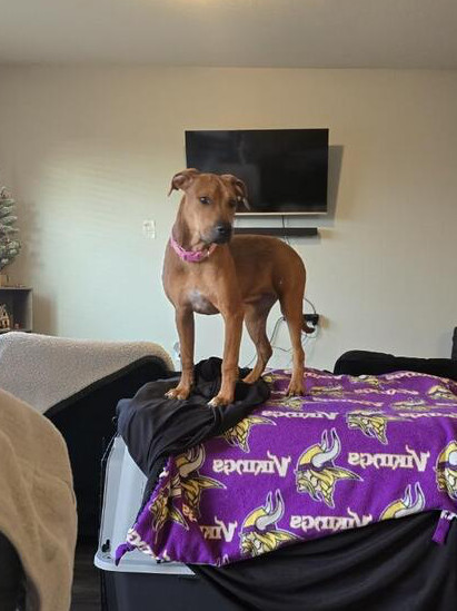 Rowan, an adoptable Hound in Rapid City, SD, 57702 | Photo Image 2