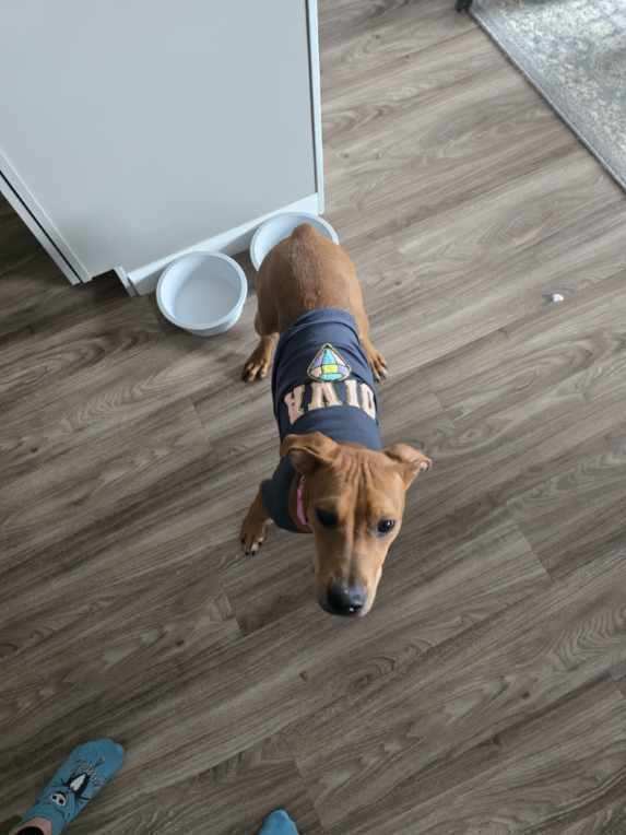 Rowan, an adoptable Hound in Rapid City, SD, 57702 | Photo Image 5