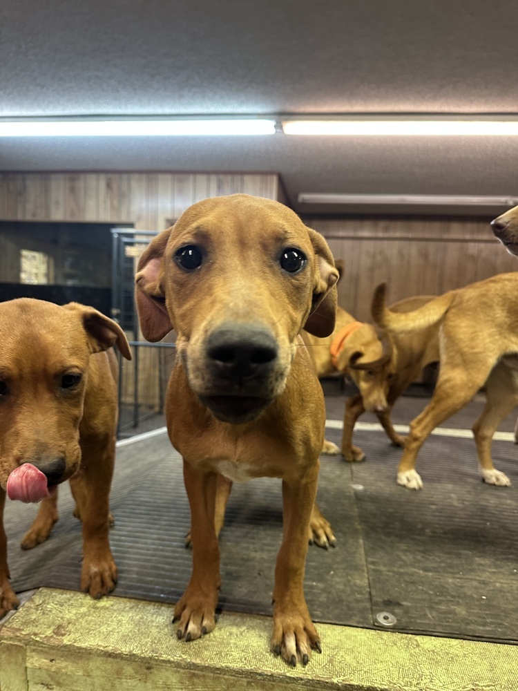 Rowan, an adoptable Hound in Rapid City, SD, 57702 | Photo Image 6