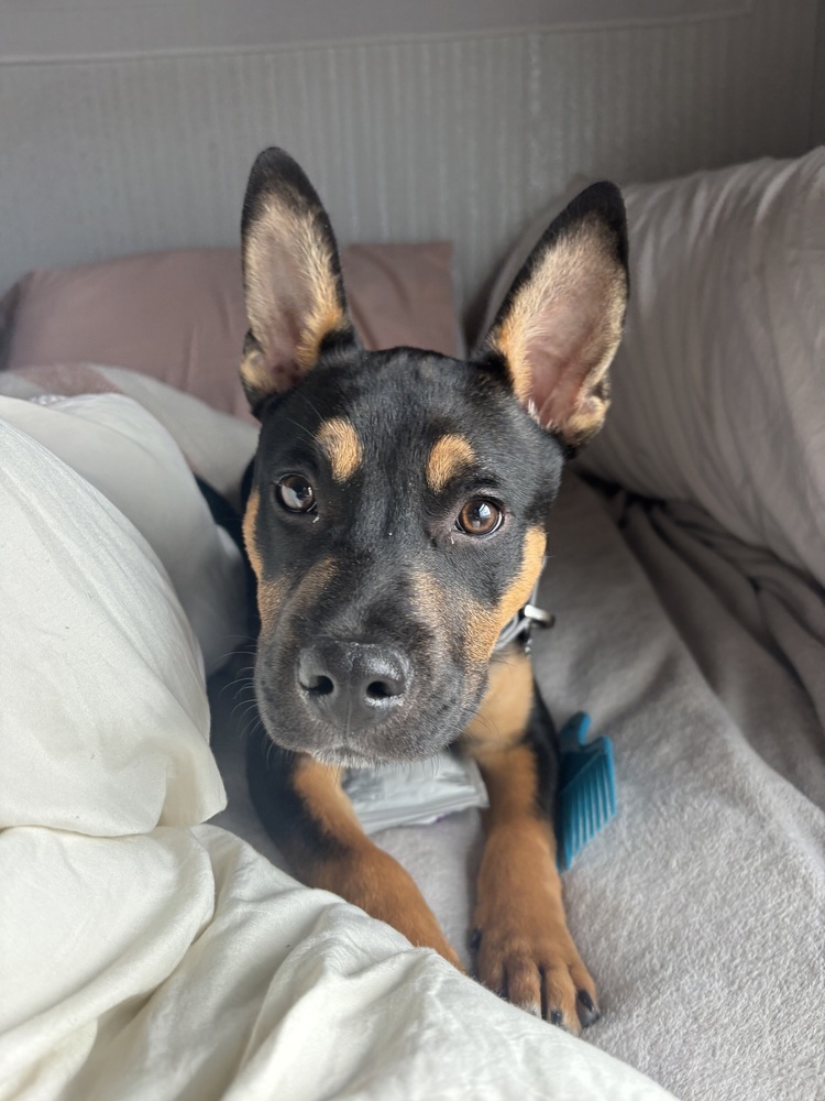 Mateo, an adoptable Mixed Breed in Rapid City, SD, 57702 | Photo Image 1
