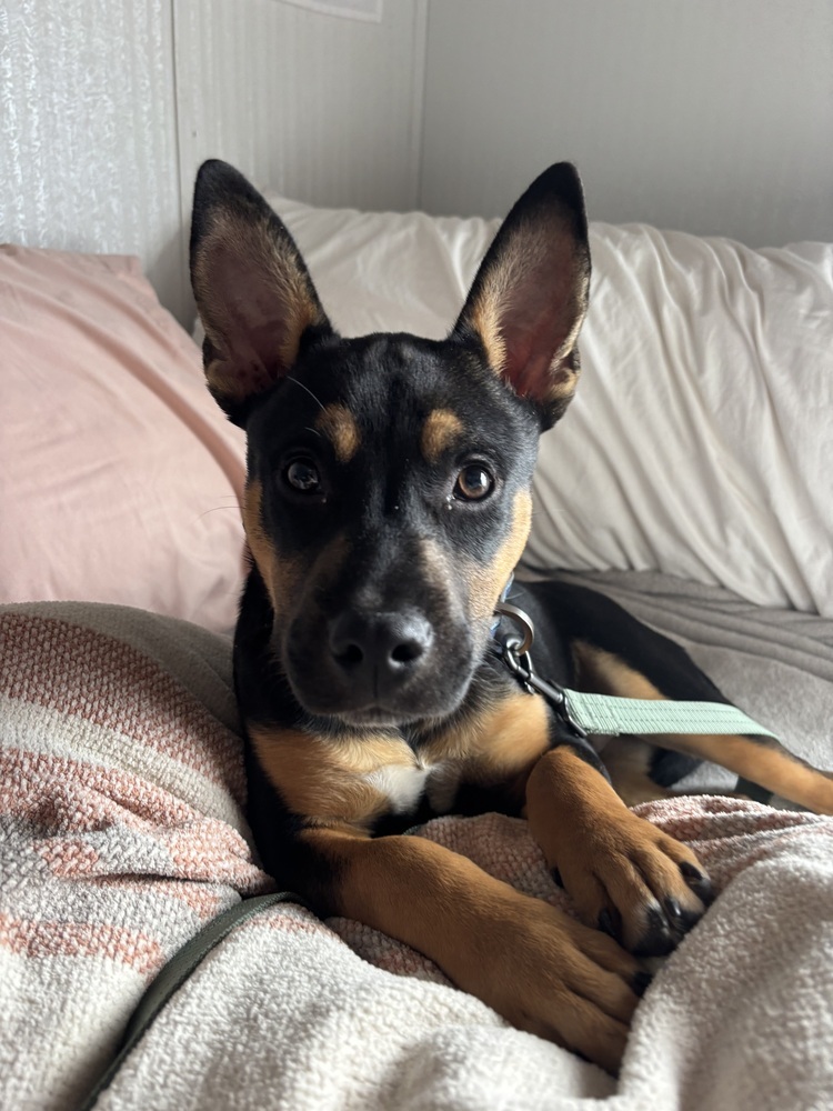 Mateo, an adoptable Mixed Breed in Rapid City, SD, 57702 | Photo Image 2