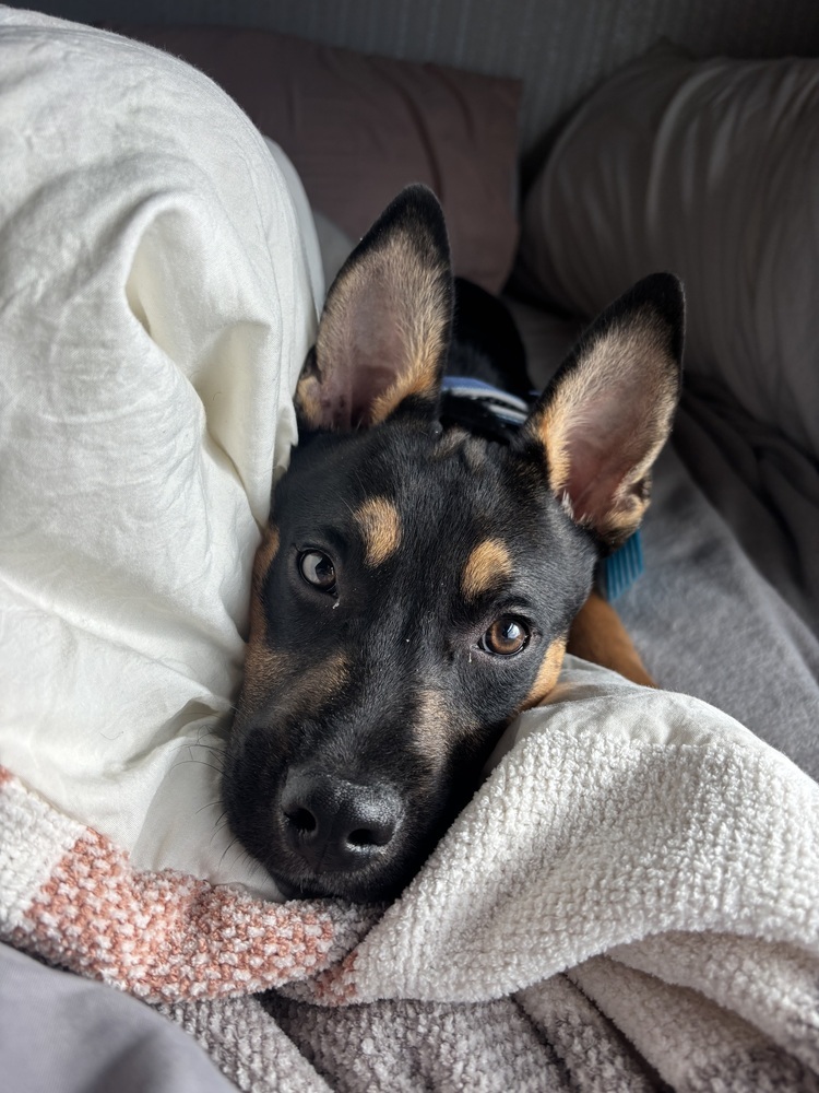 Mateo, an adoptable Mixed Breed in Rapid City, SD, 57702 | Photo Image 3