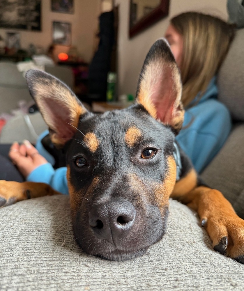 Mateo, an adoptable Mixed Breed in Rapid City, SD, 57702 | Photo Image 4