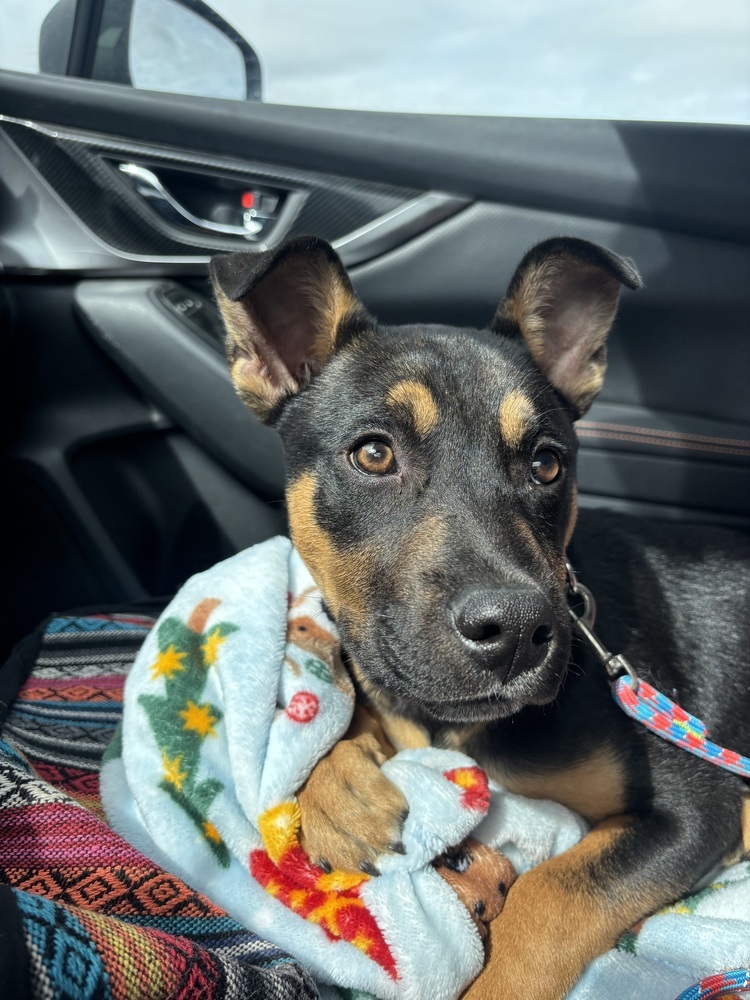 Mateo, an adoptable Mixed Breed in Rapid City, SD, 57702 | Photo Image 5