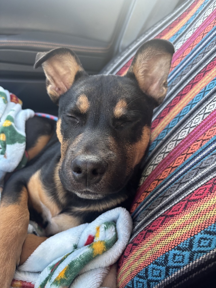 Mateo, an adoptable Mixed Breed in Rapid City, SD, 57702 | Photo Image 6