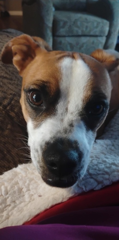 Chicken, an adoptable Mixed Breed in Rapid City, SD, 57702 | Photo Image 2