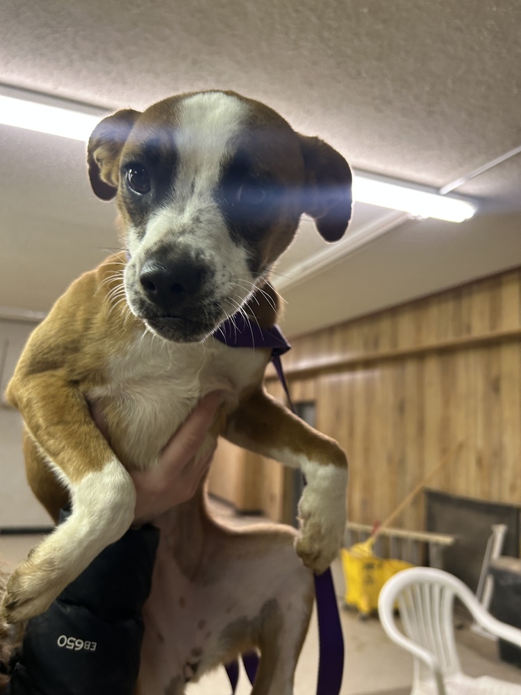 Chicken, an adoptable Mixed Breed in Rapid City, SD, 57702 | Photo Image 4
